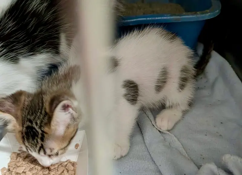 Mango Kitten, photo 2