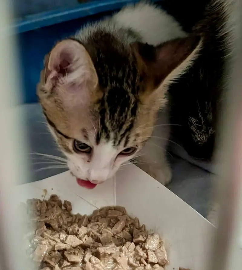Mango Kitten, photo 3
