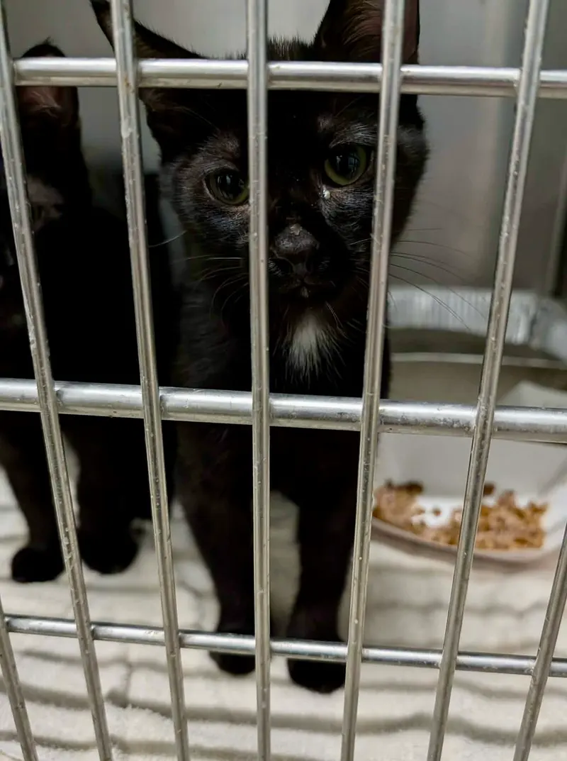 Boba Fett, a male kitten up for adoption