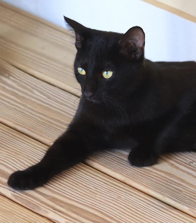 Raven, a young female cat up for adoption