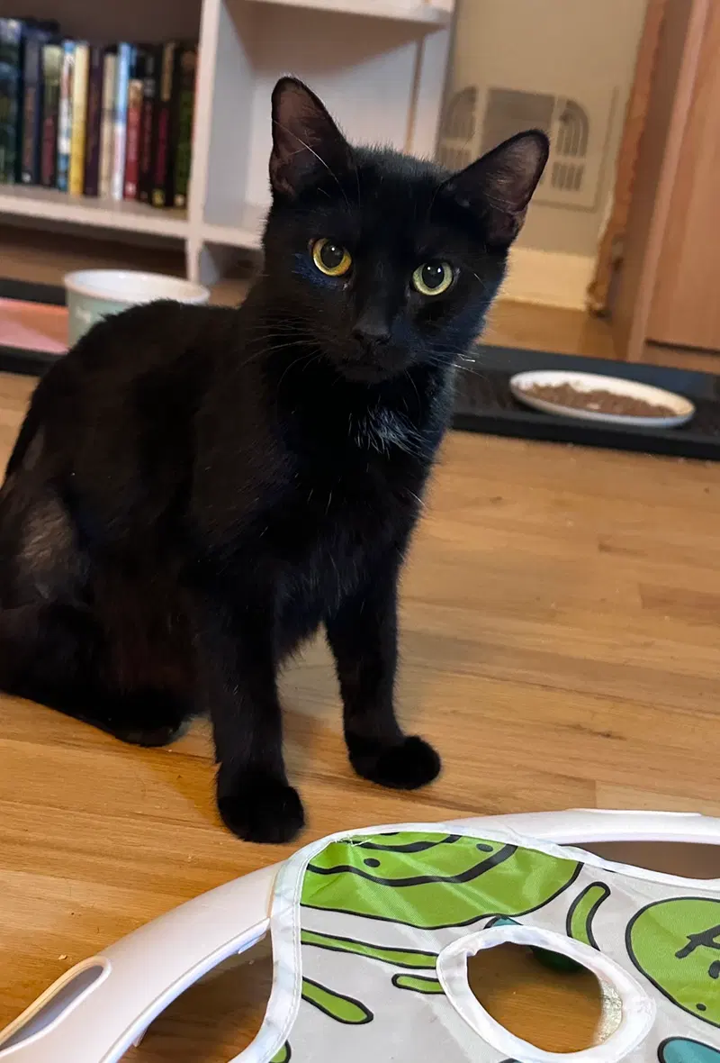 Woodmere, an adult female cat up for adoption