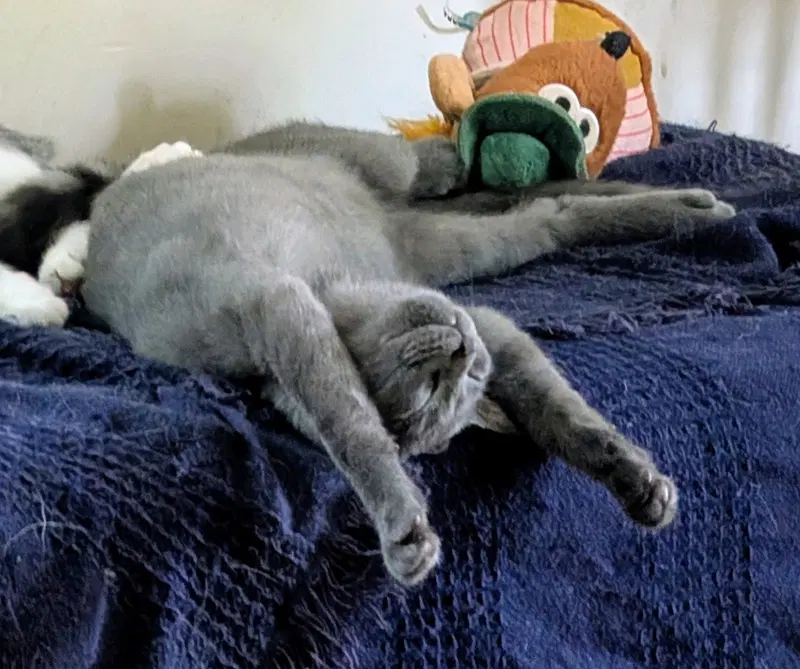 Bendy, a male kitten up for adoption