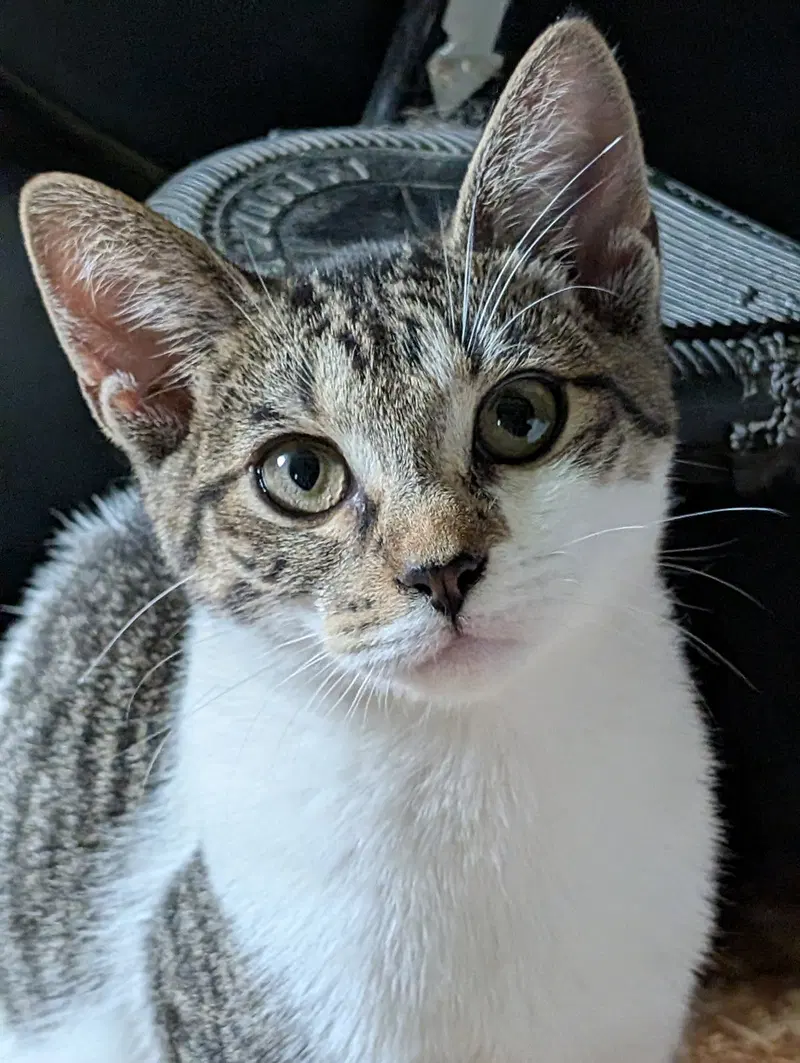 Tiny Tina, a female kitten up for adoption