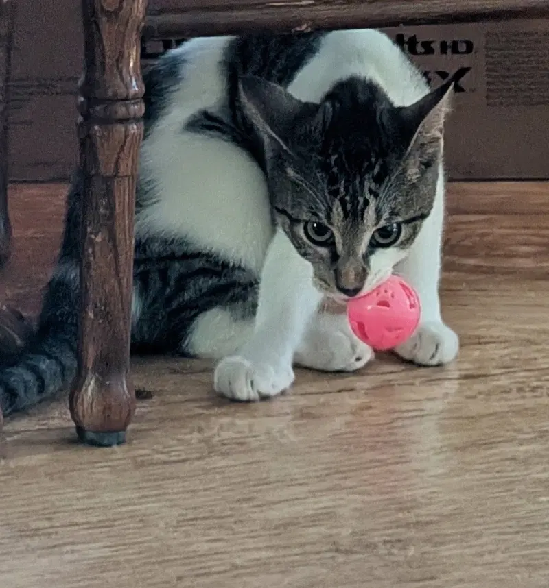 Tiny Tina, photo 2