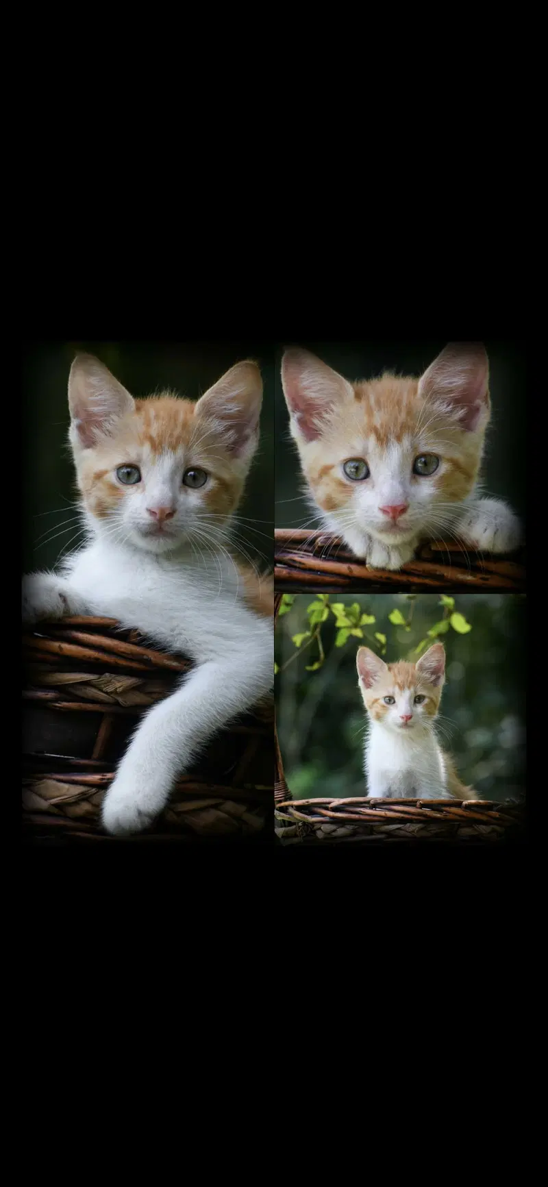 Leomar&Leonel, a male kitten up for adoption