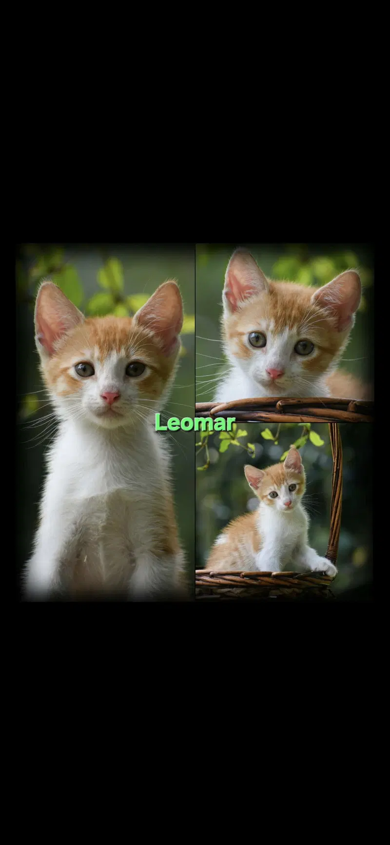 Leomar&Leonel, photo 3