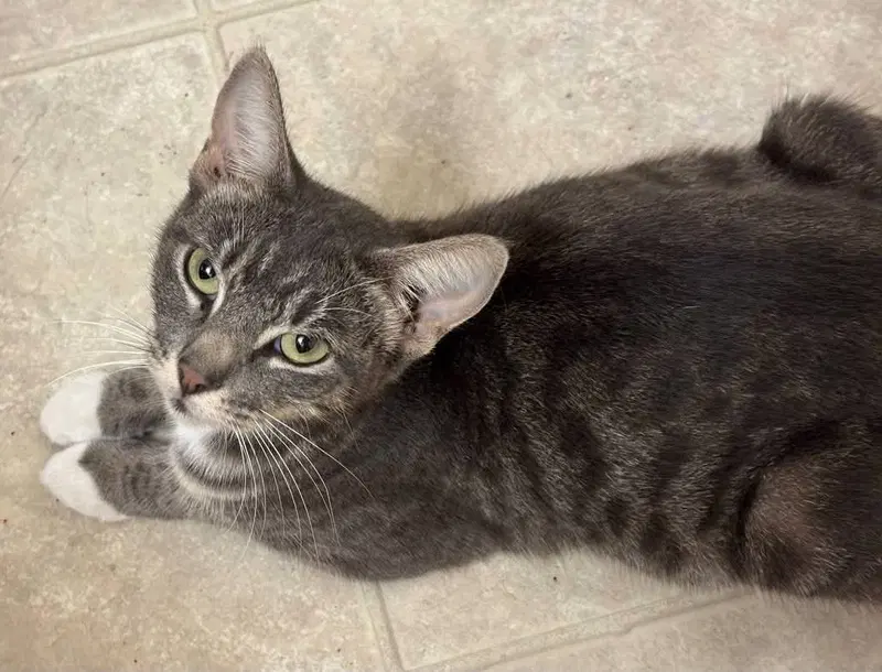 Misty, an adult female Tabby cat up for adoption