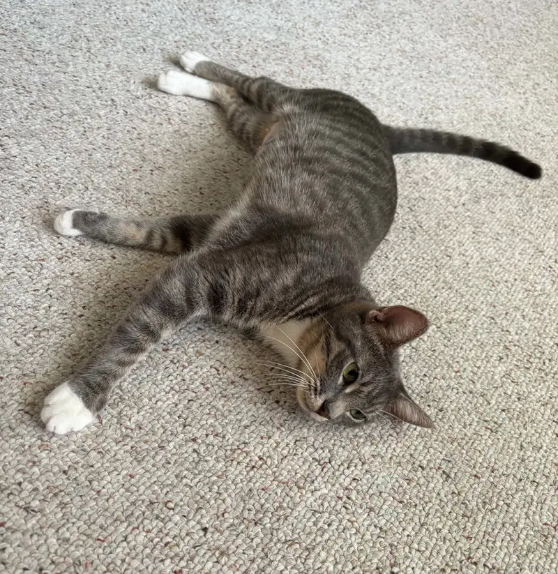 Misty, photo 4