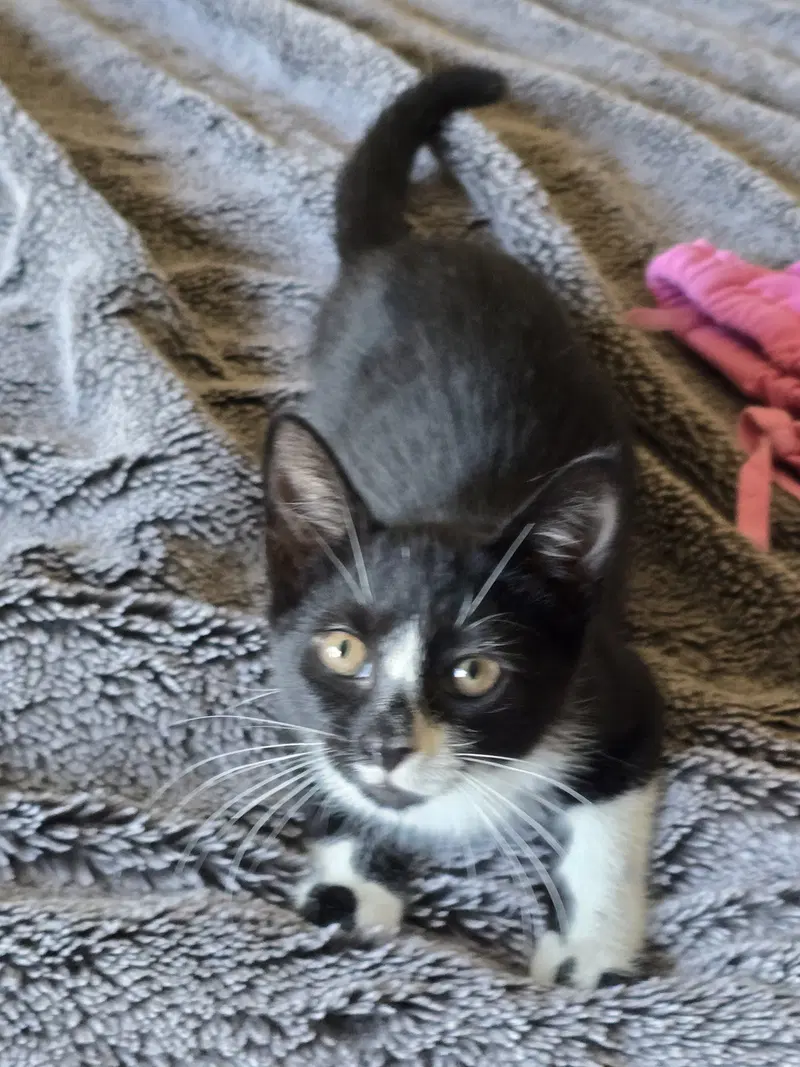Clyde, Willow Grove Area, (FCID, photo 2