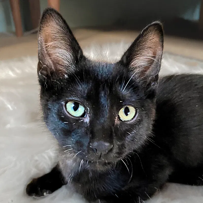 Grim, a young male cat up for adoption