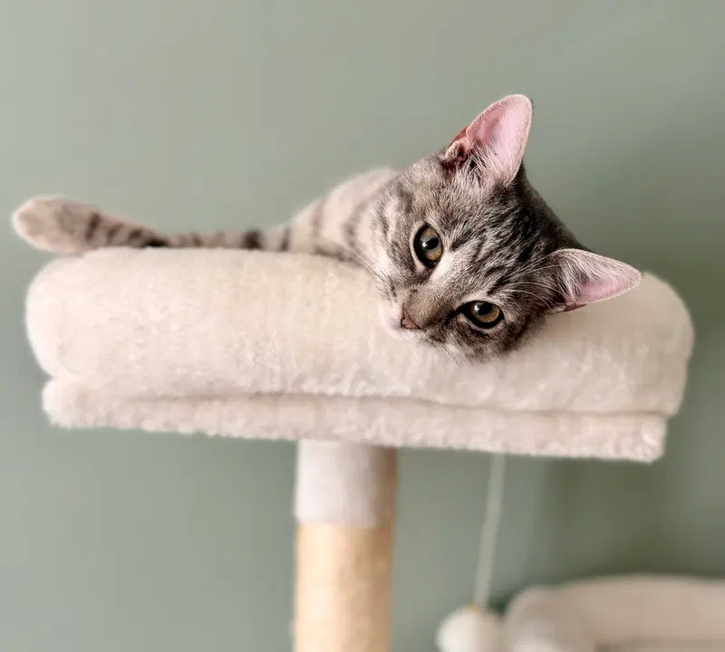 Change Up, a female cat up for adoption