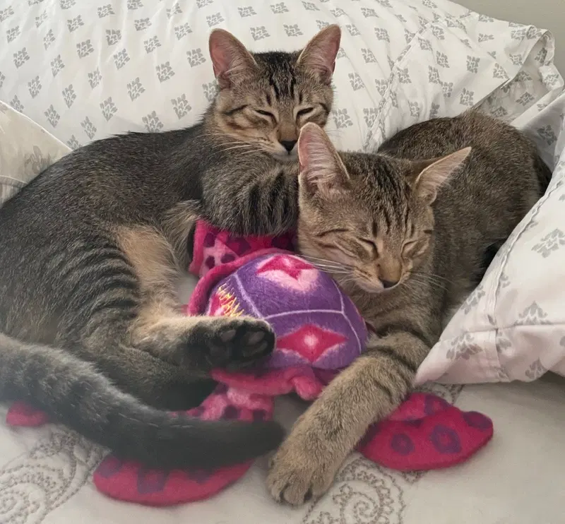 Sugar Bear and Sweet Pea, female Tabby kittens up for adoption