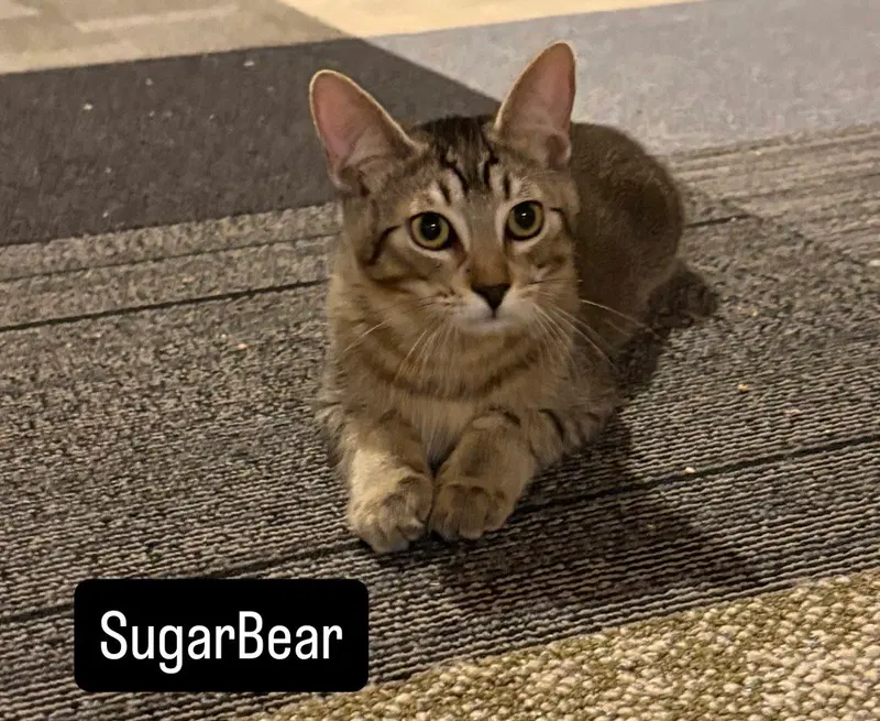 Sugar Bear and Sweet Pea, photo 2