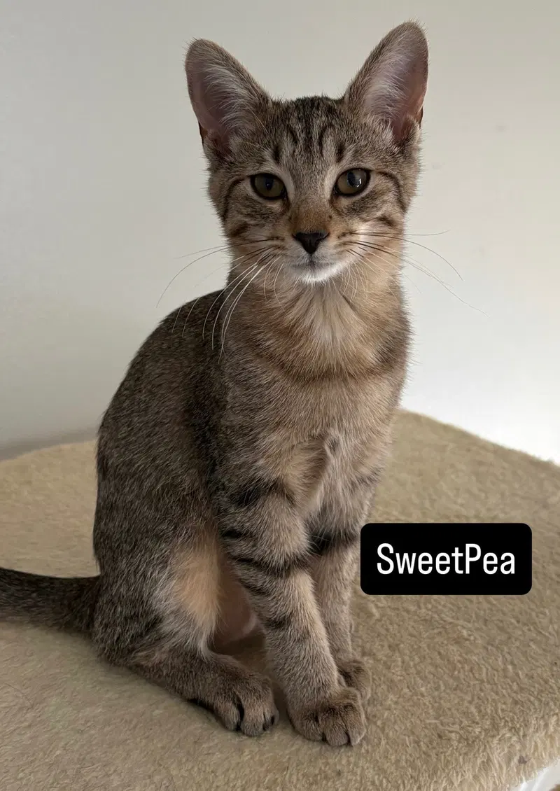 Sugar Bear and Sweet Pea, photo 3