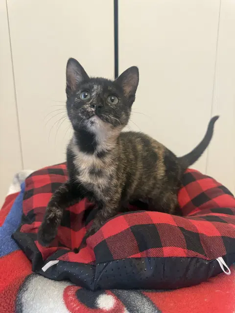 Watch the video of Xena, Warrior Princess