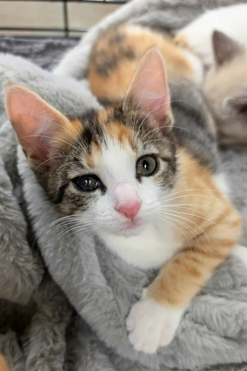 Amelia, a female Calico kitten up for adoption