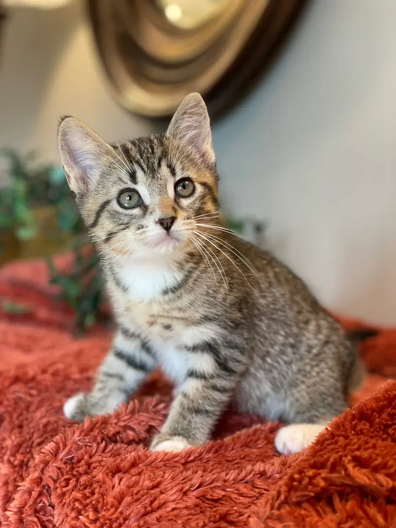 Maisie, a female Tabby kitten up for adoption