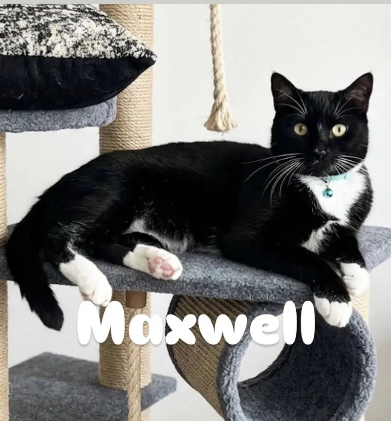 Maxwell, a young male cat up for adoption