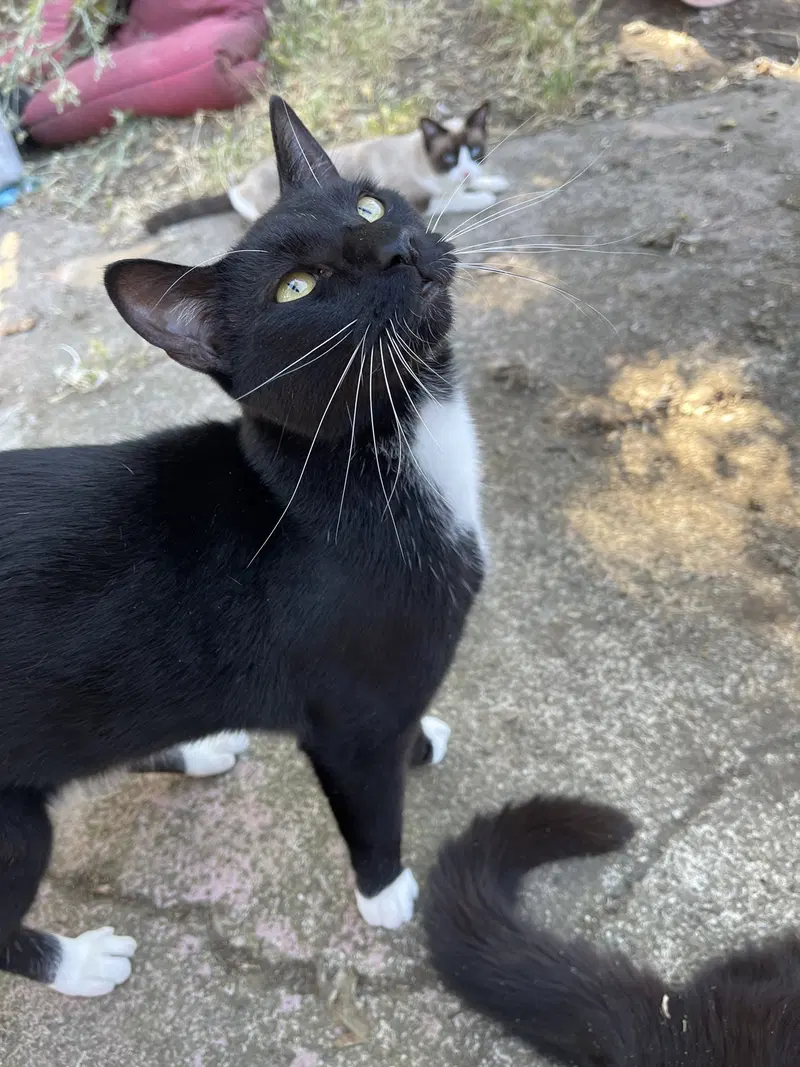 Peter Pan, an adult male cat up for adoption