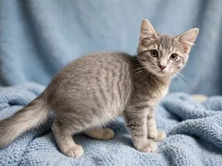 Kitten Ghost, a male Tabby kitten up for adoption