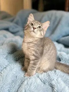 Kitten Ghost, photo 3