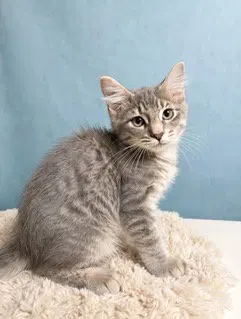 Kitten Ghost, photo 2