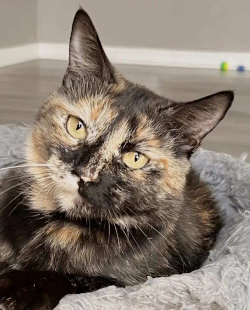Kitty Cass, a young female Tortoiseshell cat up for adoption