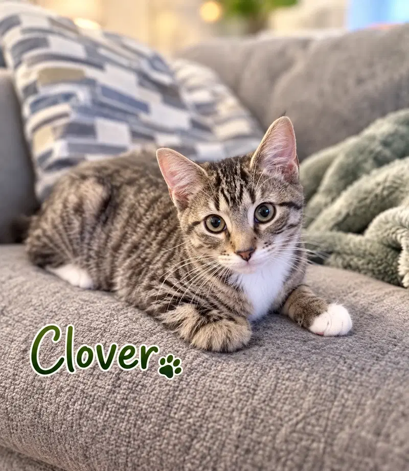 Clover w/Maizie Willow Grove Area, a young female Tabby cat up for adoption
