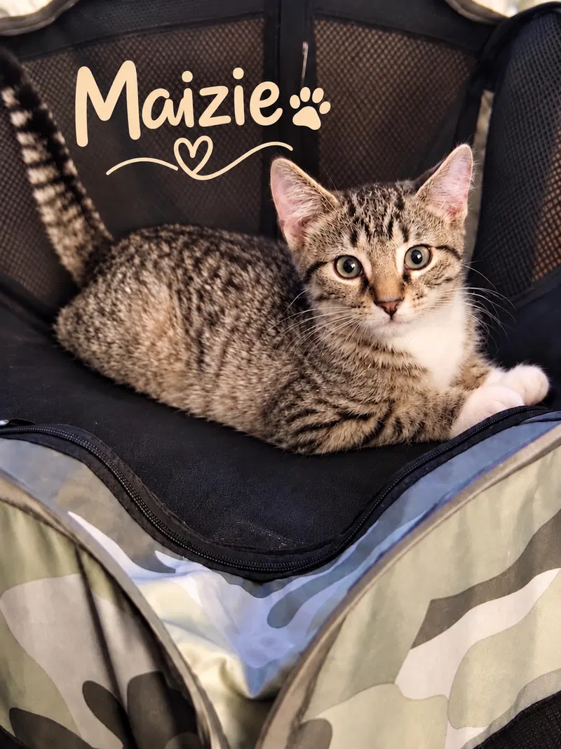 Maizie w/Clover Willow Grove Area, a young female Tiger cat up for adoption