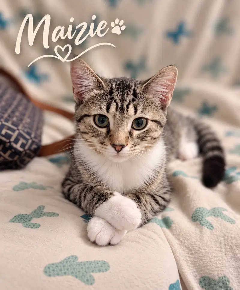 Maizie w/Clover Willow Grove Area, photo 2