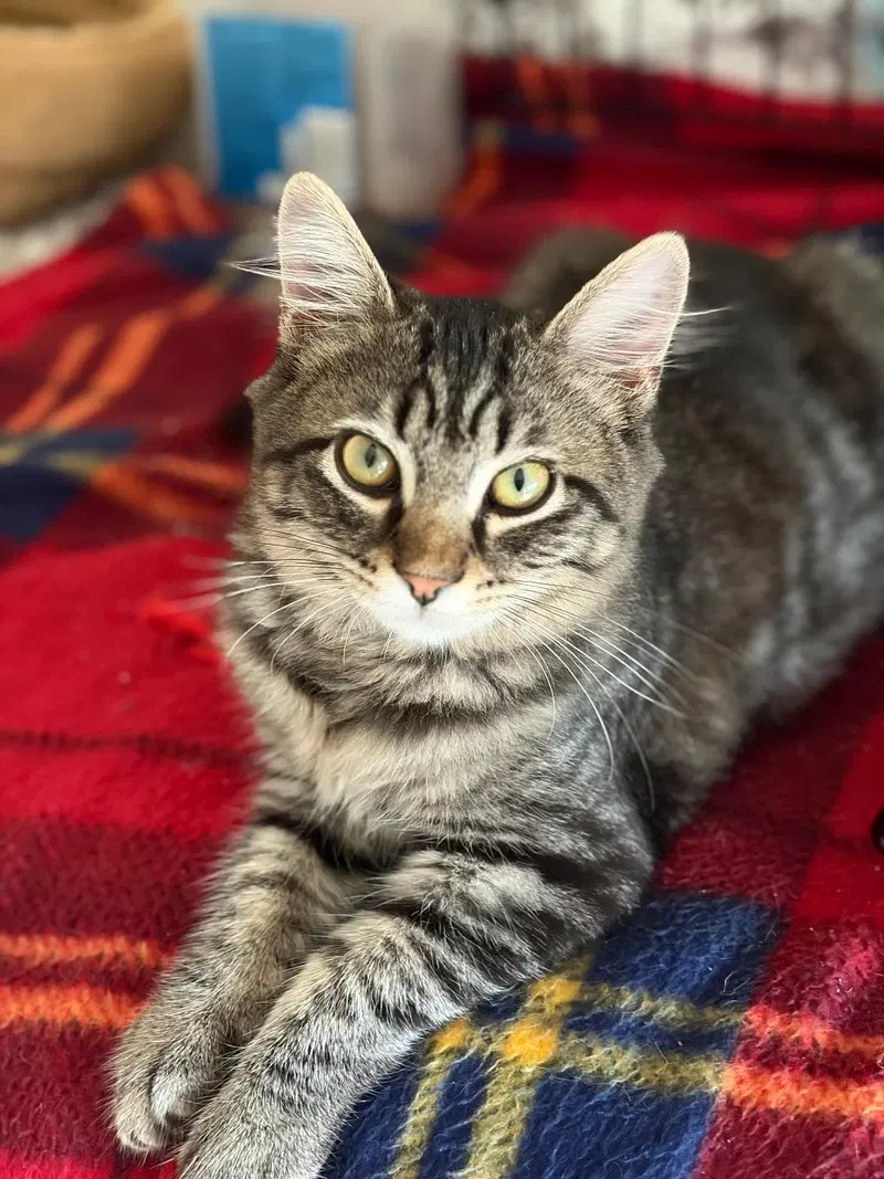katrina, a female Tabby kitten up for adoption