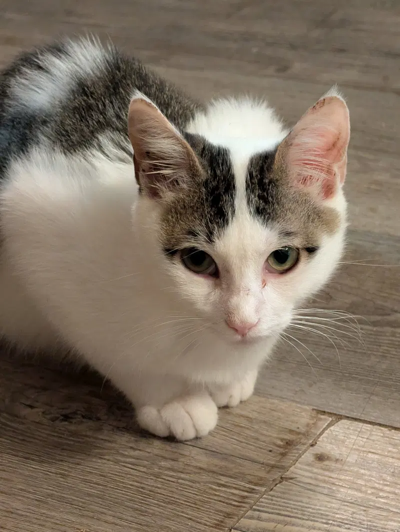 Rambo, a young cat up for adoption