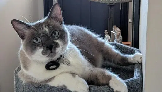 Mack, a senior male Siamese cat up for adoption