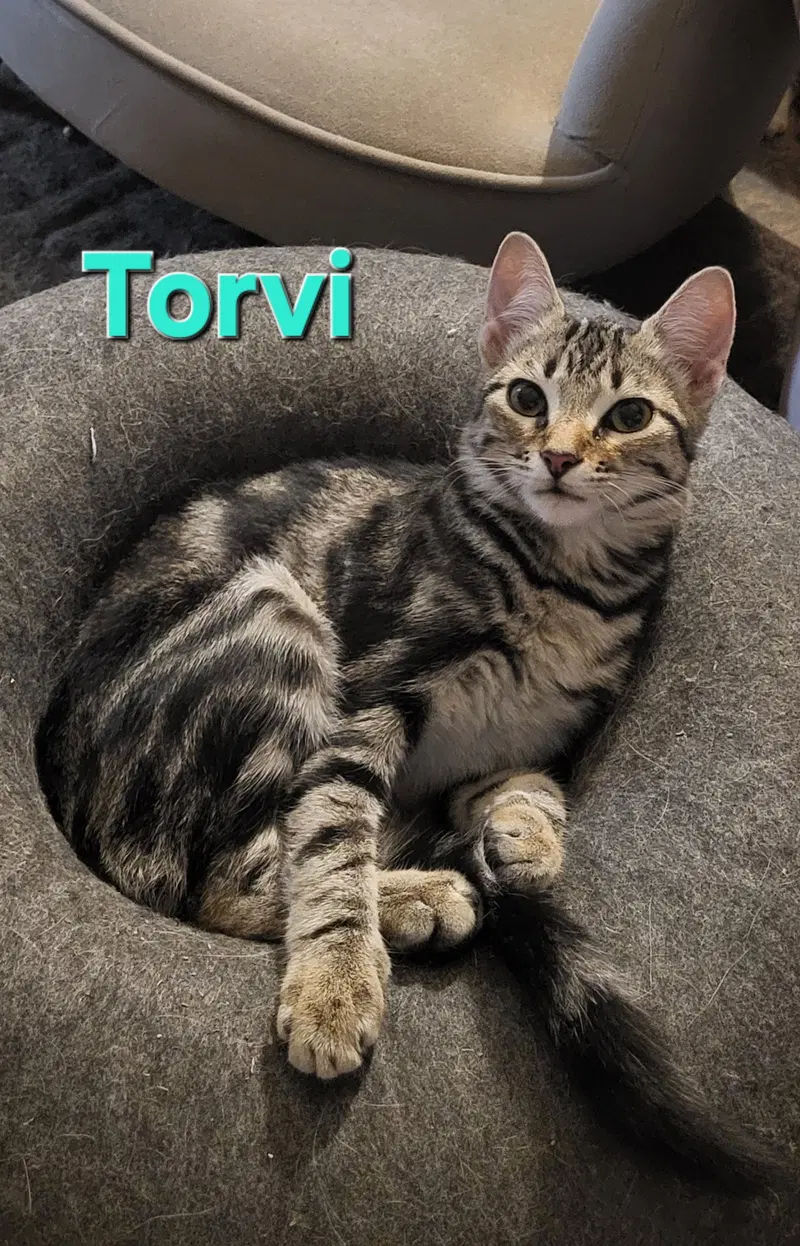Torvi, a young female Tabby cat up for adoption