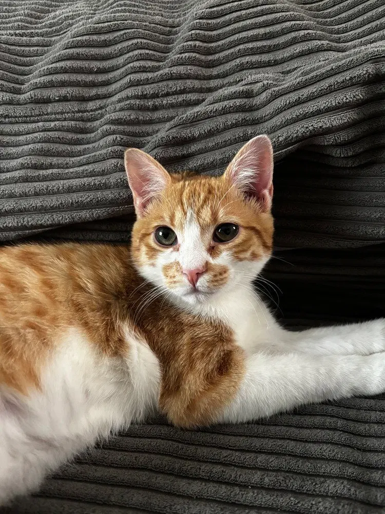 Dobby, a male kitten up for adoption