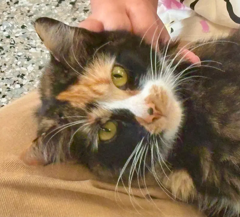 Ahsoka, a young female Calico cat up for adoption