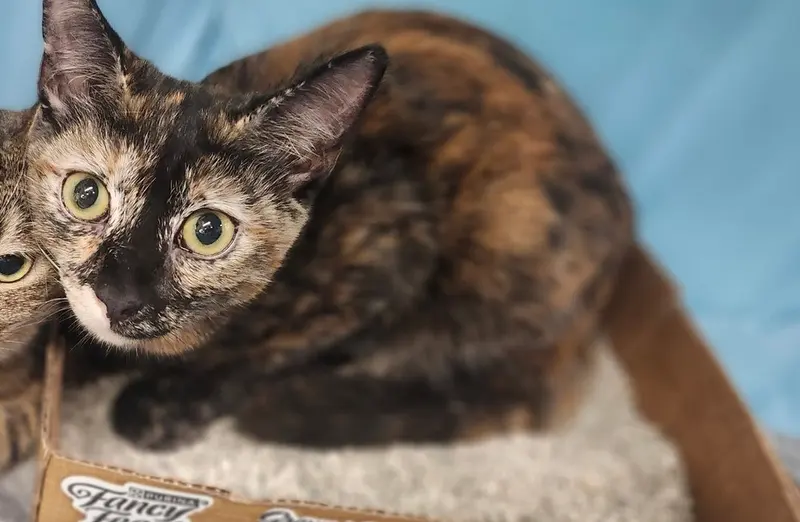 CocoPuff, a female kitten up for adoption