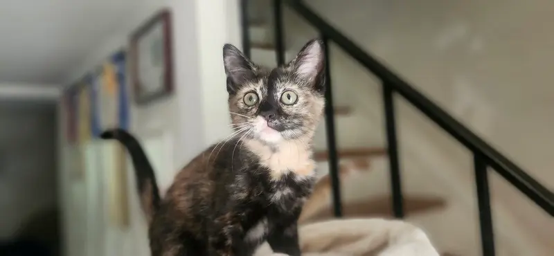 CocoPuff, photo 3