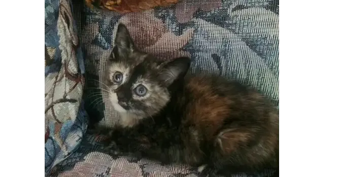 CocoPuff, photo 4
