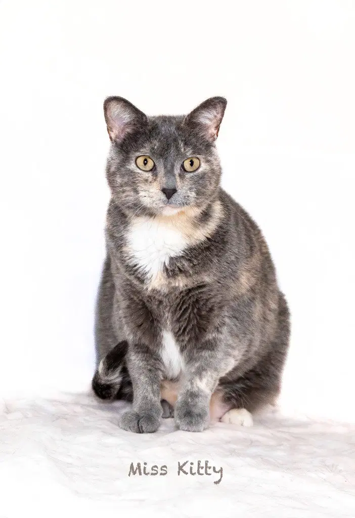 Miss Kitty, an adult female cat up for adoption