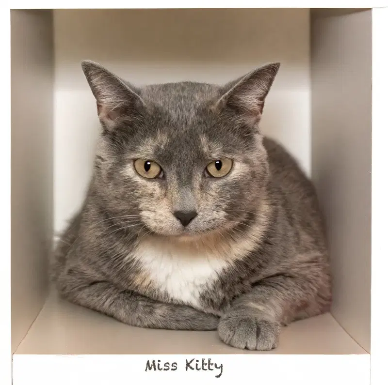Miss Kitty, photo 2