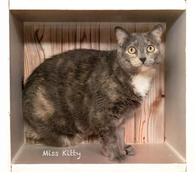 Miss Kitty, photo 3