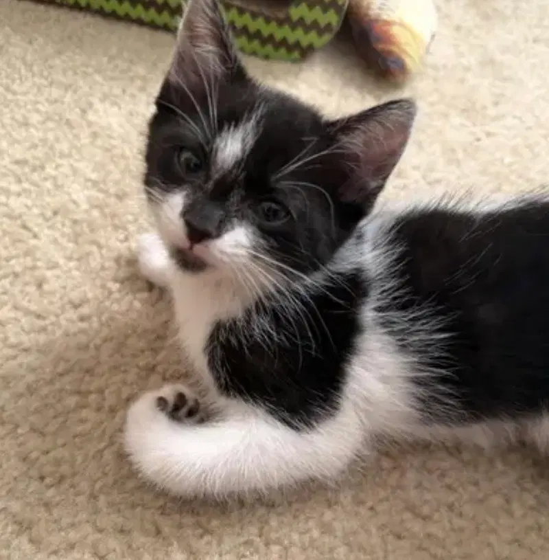 Jersey, a female kitten up for adoption