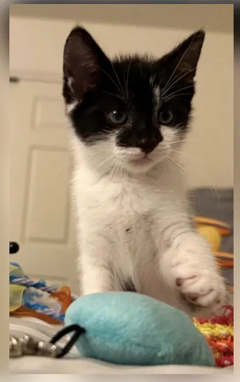 Holstein, a female kitten up for adoption