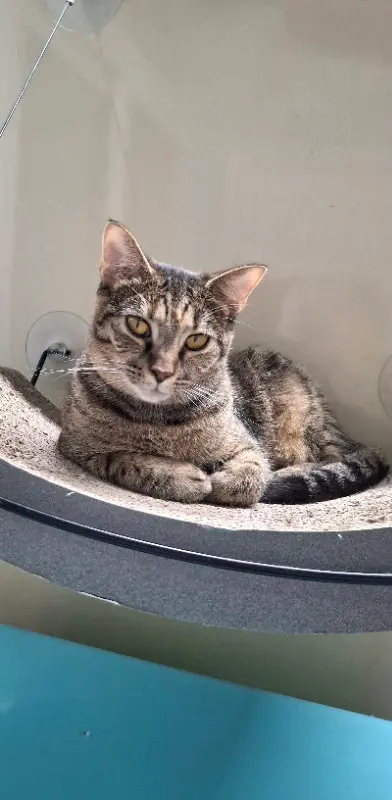 Misty, a young female cat up for adoption