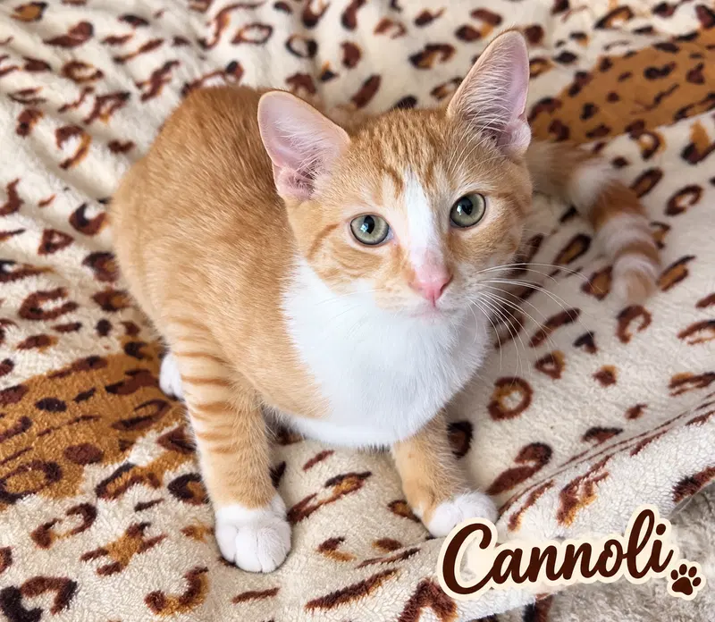 Cannoli, a male kitten up for adoption