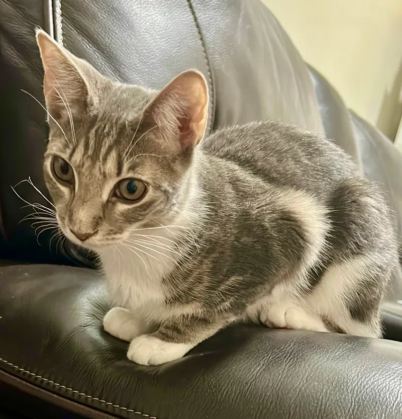 Sunny, a female kitten up for adoption