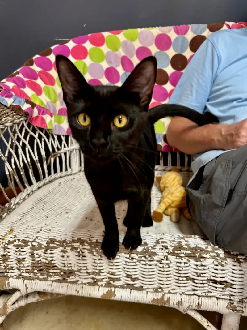 Gumbo, a young female cat up for adoption
