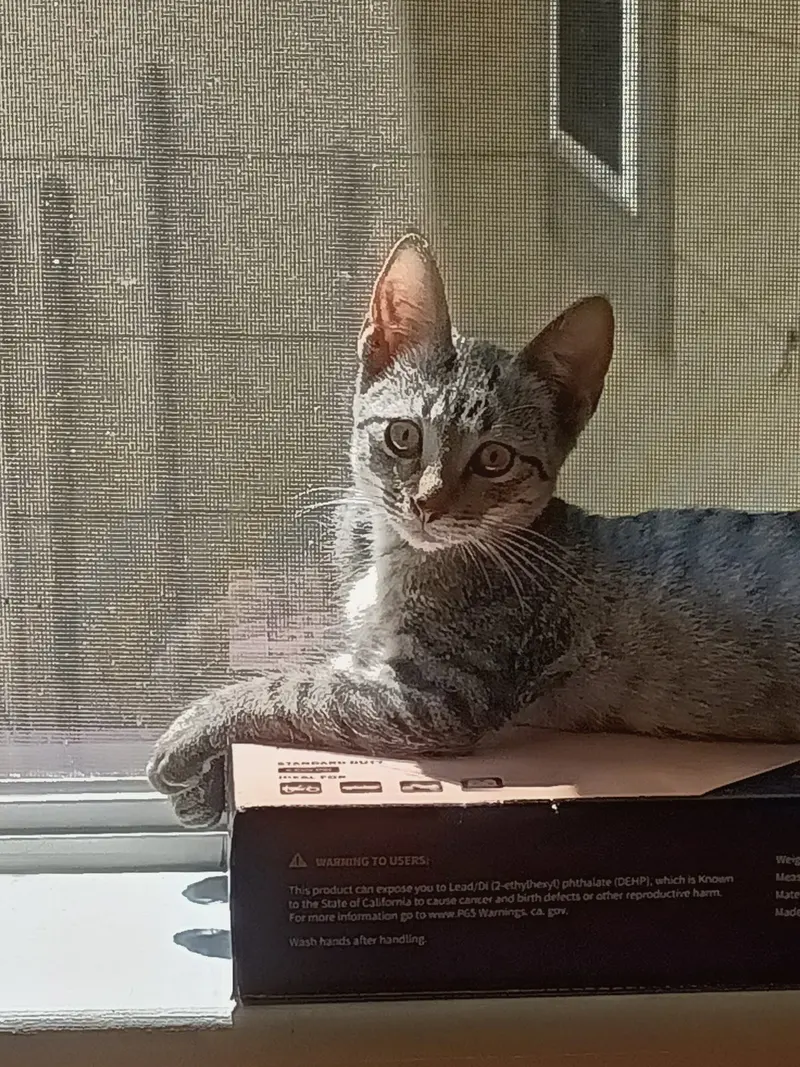 Skeeter, a male American Shorthair kitten up for adoption