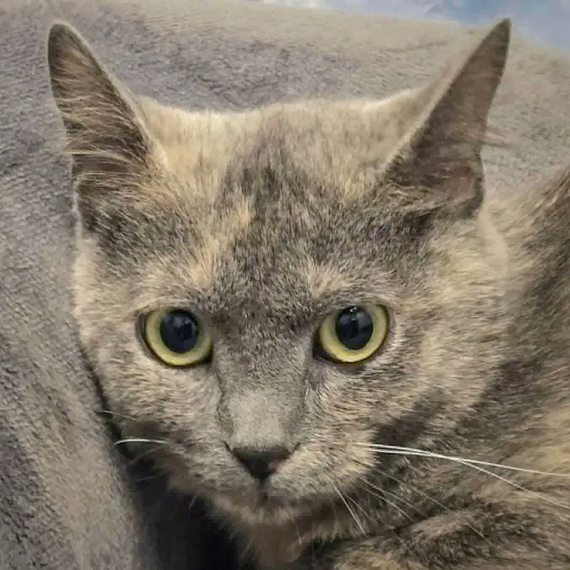 Stormy, a young female Dilute Tortoiseshell cat up for adoption